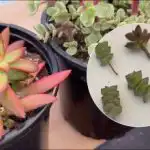 Jak zabránit sukulentům v rozrůstání: jak a kdy je prořezávat Jak zabránit sukulentům v rozrůstání: jak a kdy je prořezávat