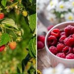 Jak získat 300 kg malin z malého pozemku: recept na