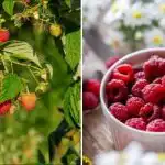 Jak získat 300 kg malin z malého pozemku: recept na