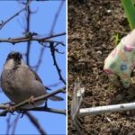 Jarní práce na zahradě: co je třeba udělat po zimě