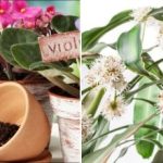 Jedna čajová lžička - a kvetou po celý rok: přírodní