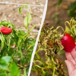 Jedna chyba a zůstanete bez úrody: co nesázet s paprikami