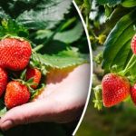 Jedna chyba při výsadbě a keř shnije: hlavní tajemství pěstování