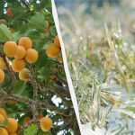 Jedna noc rozhodne o osudu celé úrody: jak ochránit meruňky