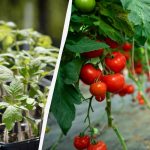 Kde byste nikdy neměli pěstovat rajčata: zahrádkáři jmenovali 5 míst