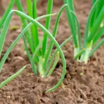 kdy-vysevat-pazitku-jak-pestovat-cibuli-ze-semen-v-jedne.webp.webp