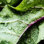 Klíčová zásada výživy pro zdraví srdce byla pojmenována klicova-zasada-vyzivy-pro-zdravi-srdce-byla-pojmenovana.jpg