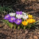 krokusy-odmitaji-kvest-ve-stinu-kvuli-jedne-zasadni-zahradnicke-chybe.png