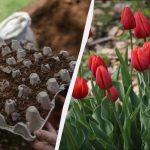 Moudří pěstitelé květin zasadili tulipány do misek na vejce: záhon