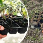 Mráz se nebojí mrazu: jakou zeleninu, stromy a květiny lze