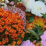 Nejen růže: které květiny jsou nejlepší pro online podniky