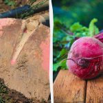 Nejlepší a nejhorší "sousedé" pro červenou řepu: co lze a co nelze vysadit vedle zeleniny Nejlepší a nejhorší "sousedé" pro červenou řepu: co lze a