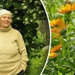 Od mšic až po brouka bramborníka coloradského: jaké květiny vysadit