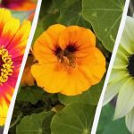 Od semínka po poupě za 45 dní: které květiny rostou