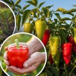 Odolnost vůči suchu a chorobám: pět odolných odrůd paprik pro