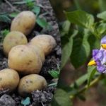 Odpuzování brouků a zvyšování výnosů: jaké rostliny by se měly