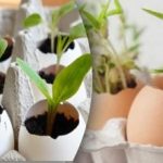 Okurky rostou jako kvasnice: metoda se skořápkami, heřmánkem a mlékem