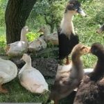 Peking, pižmoň nebo mula: výhody a nevýhody oblíbených plemen