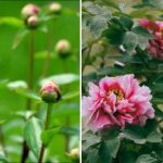 Pivoňky se dožívají 50 let, ale ne vždy kvetou: jak dosáhnout nádherných poupat Pivoňky se dožívají 50 let, ale ne vždy kvetou: jak