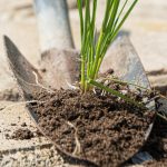 Plevel na cestách zmizí za den: čím ho posypat?