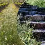 Plevel zmizí rychleji: trik se zaléváním, o kterém ví jen