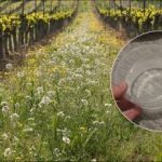 Plevel zmizí za den: jak připravit jednoduchý domácí roztok bez