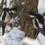 Pouhé pozorování ptáků může zpomalit stárnutí mozku - vědci