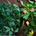 Proč časný výsev paprik snižuje výnosy: vysvětlení agronomů