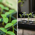 Proč jsou sazenice okurek silně napnuté: jak zachránit sazenice před