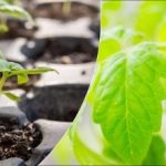 Proč jsou sazenice tenké a slabé: hlavní chyby a jak je napravit Proč jsou sazenice tenké a slabé: hlavní chyby a jak