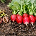 proc-jsou-vase-redkvicky-horke-a-jak-vypestovat-krupavou-urodu.png