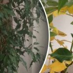 Proč padají listy u květin - 7 skrytých příčin, které