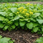 Proč seji hořčici v květnu a jak to zachrání mou budoucí úrodu proc-seji-horcici-v-kvetnu-a-jak-to-zachrani-mou.png