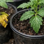 proc-zloutnou-spodni-listy-sazenic-rajcat-a-jak-to-napravit.png