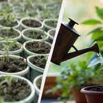 Roste jako z vody: čím zalévat nově vypěstované sazenice