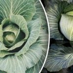 S tím velkým se nedá počítat: co nesázet v blízkosti