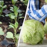 Sazenice zelí by se měly vysazovat v těchto termínech: nejproduktivnější