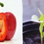 Semena porostou rychleji: do čeho namočit rajčata, papriky a okurky