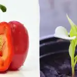 Semena porostou rychleji: do čeho namočit rajčata, papriky a okurky