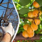 Sklízejte pětkrát tolik: co dělat s meruňkami do konce března?