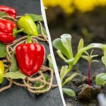 Sklizeň 2 kg paprik z jedné výsadby: co zasít vedle sebe Sklizeň 2 kg paprik z jedné výsadby: co zasít vedle
