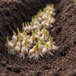 tajemstvi-obriho-cesneku-vysazeneho-na-jare-ze-semen.png