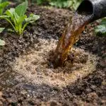 Tajemství silného startu sazenic a explozivního růstu záhonů s hnojivem tajemstvi-silneho-startu-sazenic-a-explozivniho-rustu-zahonu-s-hnojivem.png