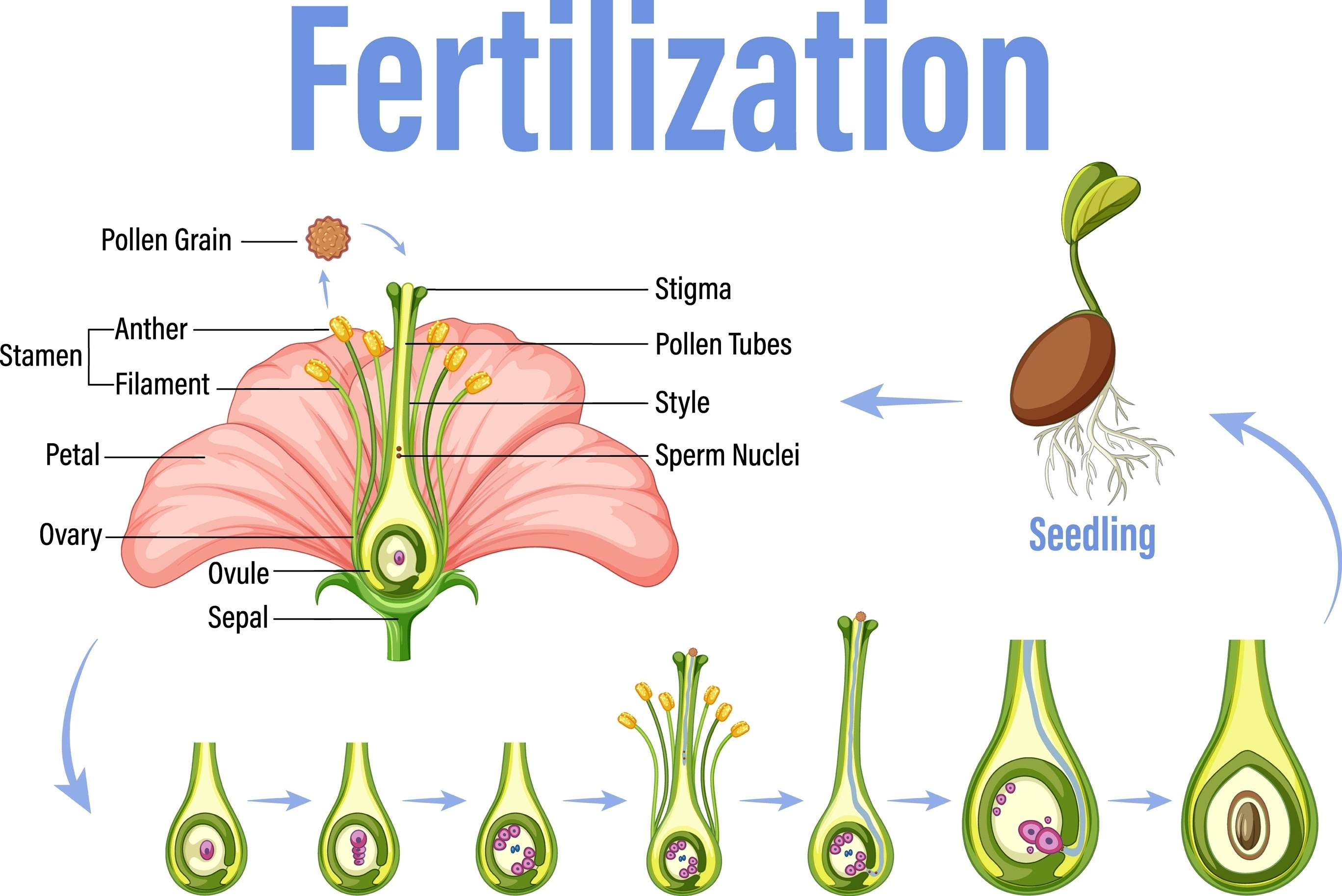 proces hnojení sazenic, proveďte AI tạo