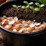 Tajemství silných sazenic a proč nahrazuji zakoupený keramzit vaječnými skořápkami tajemstvi-silnych-sazenic-a-proc-nahrazuji-zakoupeny-keramzit-vajecnymi-skorapkami.png