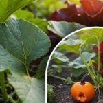 Tajemství skvělé sklizně dýní: co udělat se semeny před výsadbou