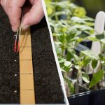 Výsev rajčat pro sazenice v březnu 2026: nejlepší dny podle