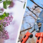 Zahradnické nůžky počkají: 6 rostlin, které by se v březnu
