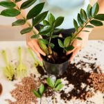 Zamioculcas se bude dařit po celá léta: zahradníci vám poradí,