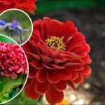 Zářivé květinové záhony v krátkém čase: Které rychle rostoucí květiny